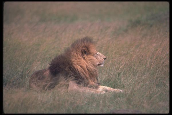 105040 African Lion Big Male A4 Photo Print