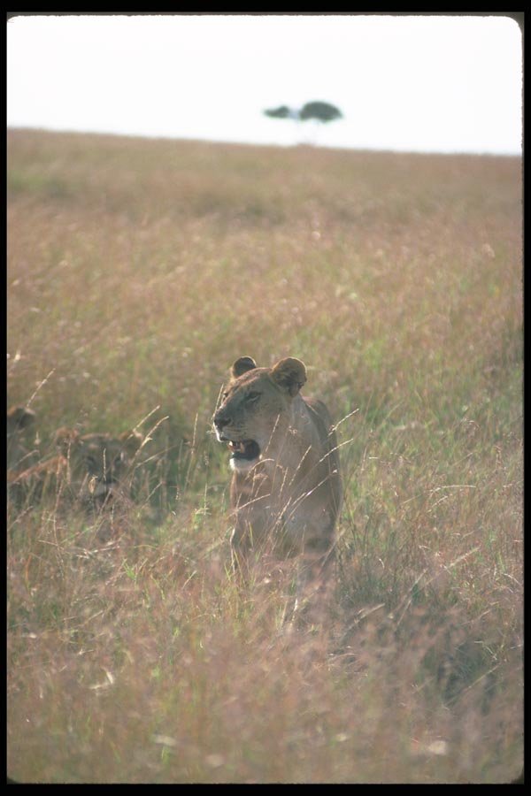 105041 African Lioness Pride In Background (Backlit) A4 Photo Print
