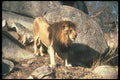 105042 African Lion Huge Male Standing Among Rocks A4 Photo Print