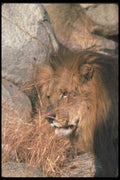 105043 African Lion Huge Male (Head Shot) A4 Photo Print