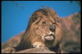 105044 African Lion Huge Male Lying On Rock A4 Photo Print