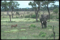 105045 African Lioness With Nervous Bull Elephant A4 Photo Print
