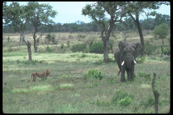 105045 African Lioness With Nervous Bull Elephant A4 Photo Print