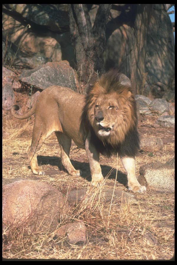 105046 African Lion Huge Male A4 Photo Print