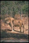 105047 African Lions Huge Male A4 Photo Print