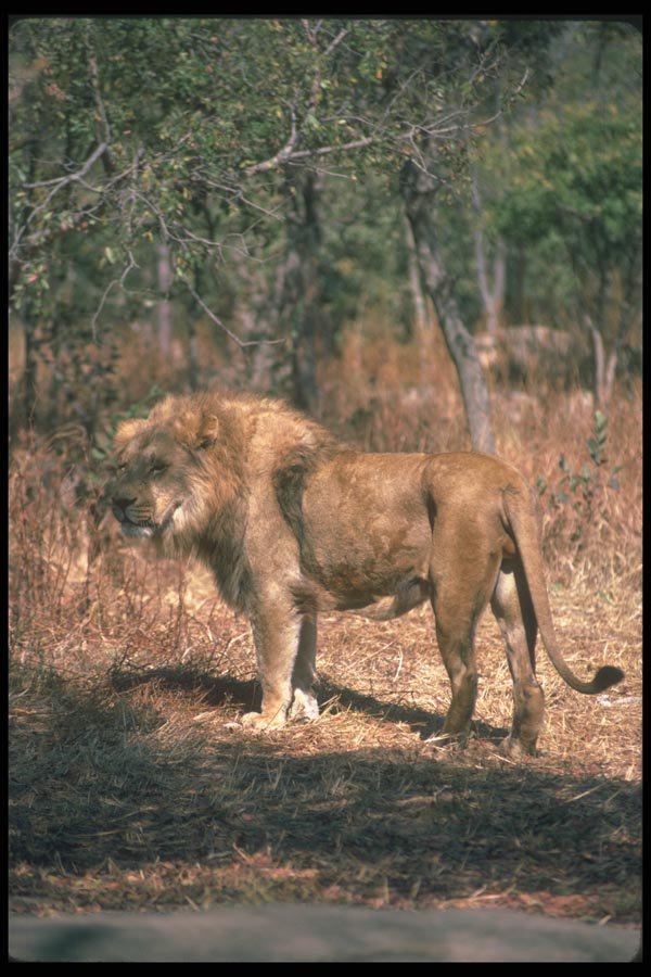 105047 African Lions Huge Male A4 Photo Print