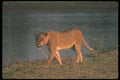 105048 African Lioness Walking Beside River A4 Photo Print
