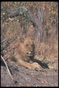 105049 African Lion A4 Photo Print