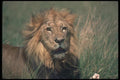 105050 African Lion Big Male A4 Photo Print