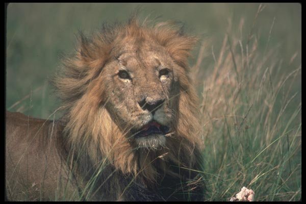 105050 African Lion Big Male A4 Photo Print