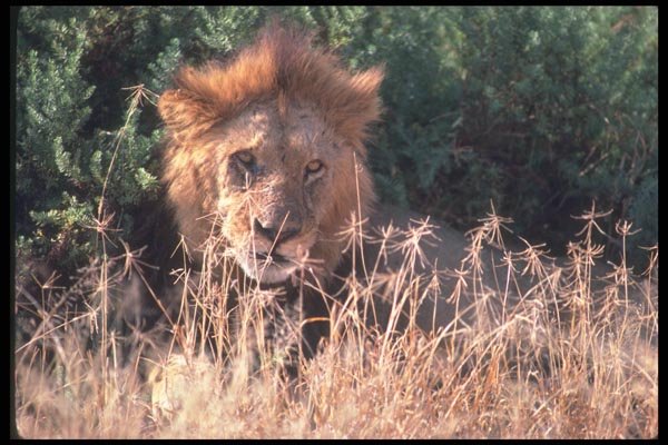 105051 African Lion Big Male Lying In Grass A4 Photo Print
