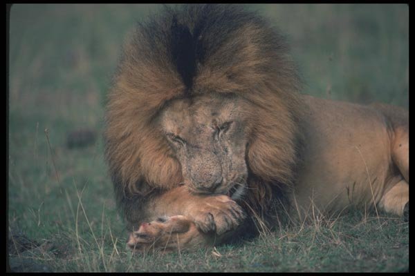 105052 African Lion Big Male Grooming Paws A4 Photo Print