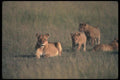 105053 African Lioness With Cubs A4 Photo Print