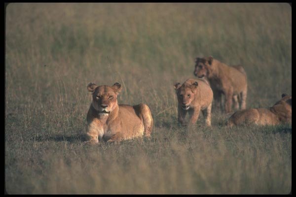 105053 African Lioness With Cubs A4 Photo Print