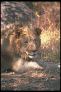 105054 African Lion Very Big Male (Head Shot) A4 Photo Print