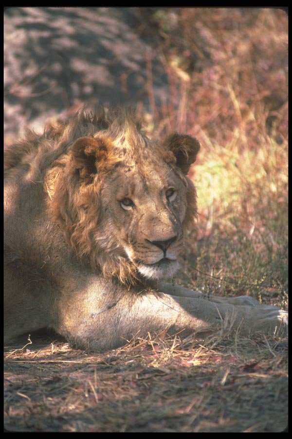 105054 African Lion Very Big Male (Head Shot) A4 Photo Print