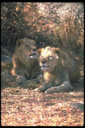 105055 African Lions Males Resting In Dappled Shade A4 Photo Print