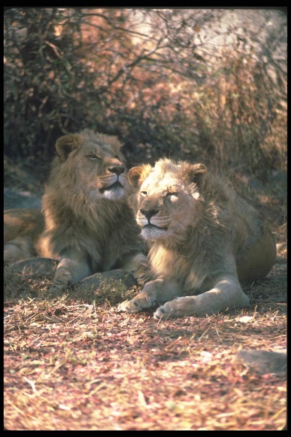 105055 African Lions Males Resting In Dappled Shade A4 Photo Print