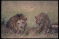 105057 African Lions Big Males Resting A4 Photo Print