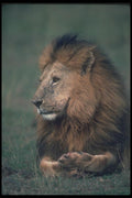 105058 African Lion Big Male Lying Down A4 Photo Print