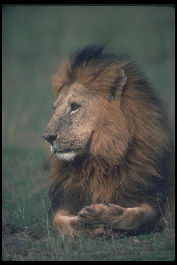 105058 African Lion Big Male Lying Down A4 Photo Print
