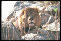105059 African Lion Huge Male Lying In Rocks A4 Photo Print