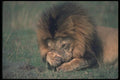 105060 African Lion Big Male Grooming A4 Photo Print