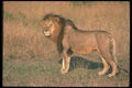 105061 African Lion Huge Male A4 Photo Print