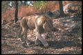 105062 African Lion Adult Male A4 Photo Print