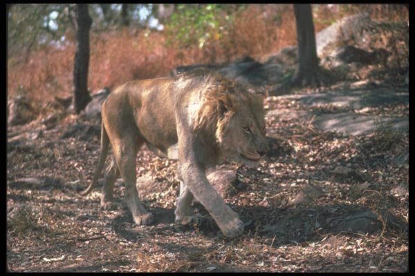 105062 African Lion Adult Male A4 Photo Print
