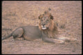 105063 African Lion Well Maned Maled A4 Photo Print