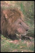 105064 African Lion Big Male (Head Shot) A4 Photo Print