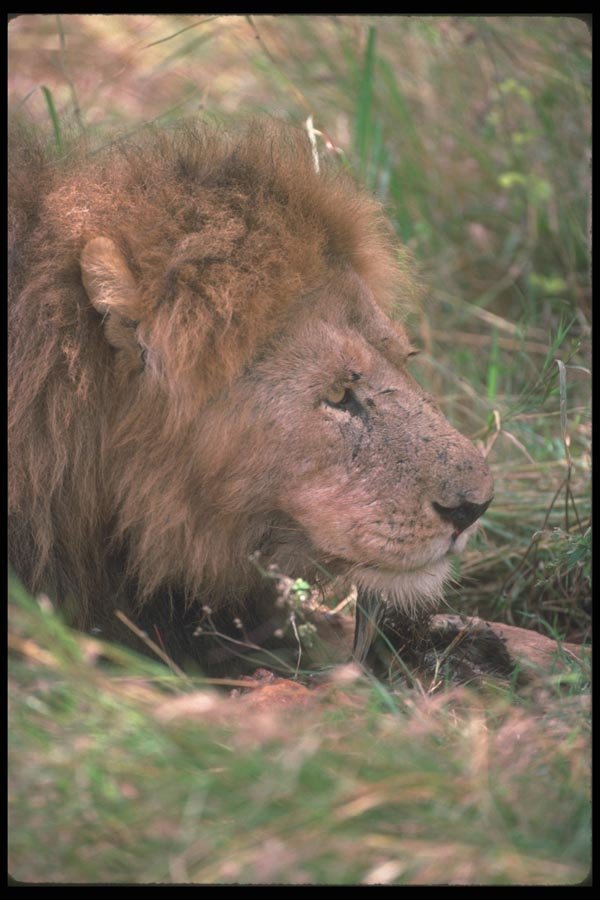 105064 African Lion Big Male (Head Shot) A4 Photo Print