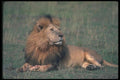 105065 African Lion Big Male Resting A4 Photo Print