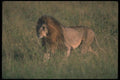 105066 African Lions Huge Male A4 Photo Print