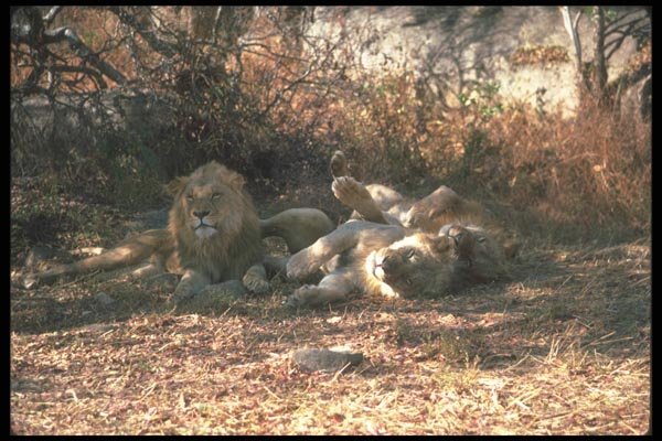 105067 African Lions Lying In Shade (Humorous Postions) A4 Photo Print
