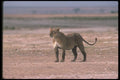 105068 African Lioness A4 Photo Print