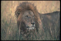 105069 African Lion Big Male In High Grass A4 Photo Print