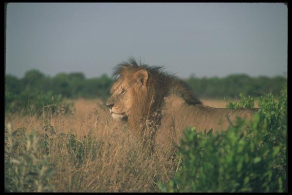 105070 African Lion Huge Male A4 Photo Print