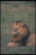 105071 African Lion Big Male A4 Photo Print