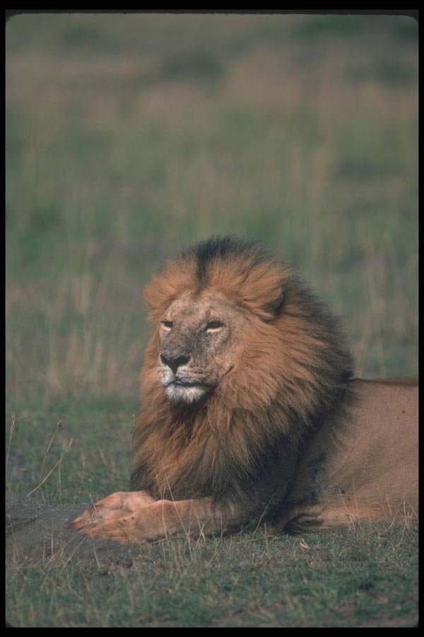 105071 African Lion Big Male A4 Photo Print