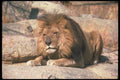 105073 African Lion Huge Male Lying On Rock A4 Photo Print