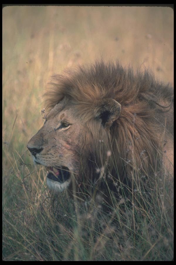 105074 African Lion Big Male A4 Photo Print