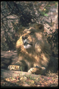 105075 African Lion Very Big Male (Head Shot) A4 Photo Print