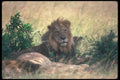 105076 African Lion Big Male Lying Down A4 Photo Print