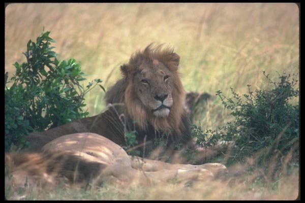 105076 African Lion Big Male Lying Down A4 Photo Print