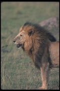105077 African Lion Big Male A4 Photo Print