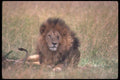 105078 African Lion Big Male Lying Down (Note Missing Eye) A4 Photo Print