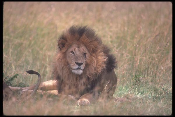105078 African Lion Big Male Lying Down (Note Missing Eye) A4 Photo Print