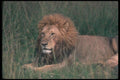 105079 African Lion Big Male Lying Down A4 Photo Print